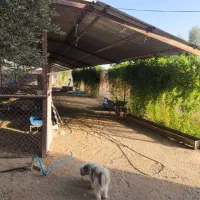 فروش دامداری مجهز و فعال در ابوزیدآباد با امکانات