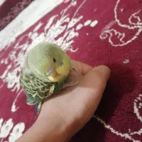 مرغ عشق جوجه خیلی دستی|پرنده|مرودشت, مسکن مهرگان|دیوار