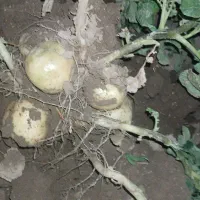 سیب زمینی سیفرا بذری ۴۰۲