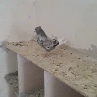 کبوتر|پرنده|رامشیر, |دیوار