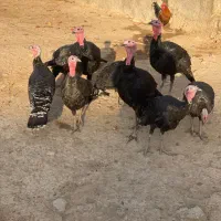 پنج عدد بوقلمون محلی رسمی