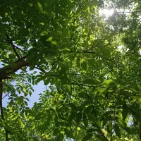 زمین مسکونی