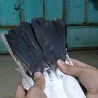 کبوتر|پرنده|مسجد سلیمان, |دیوار