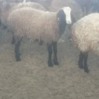 بره نرداشتی|حیوانات مزرعه|تاکستان, |دیوار