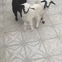 فروش بره شیری