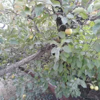 باغچه ۳۰۰ متری در روستای زان آبسرد|فروش زمین و ملک کلنگی|دماوند, دماوند|دیوار