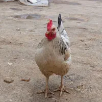 یک مرغ و یک خروس با ۴تا جوجه|حیوانات مزرعه|مشهد, انقلاب|دیوار