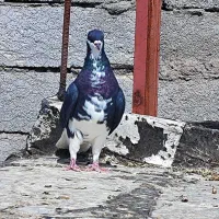 ماده خوشگل