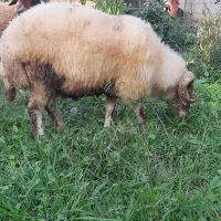 بره نر گوشتی|حیوانات مزرعه|نوشهر, |دیوار