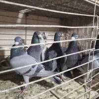 کفتر پلاکی|پرنده|یزد, |دیوار