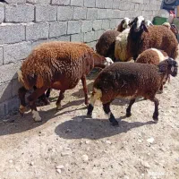 گوسفند زنده محلی درجه یک .بره شیری|حیوانات مزرعه|فردیس, شهرک ناز|دیوار