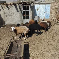 بره