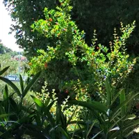 باغ-خوش-قیمت-لوکیشن-دار