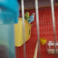 مرغ عشق کار داده|پرنده|کرمان, |دیوار