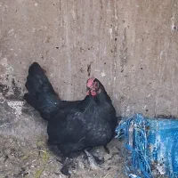 مرغ محلی|حیوانات مزرعه|قم, شاه احمد قاسم|دیوار