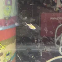 تترا،گوپی،مولی|ماهی|دوگنبدان, |دیوار