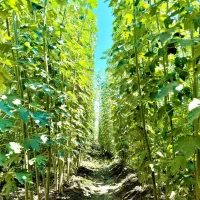 نهال صنوبر مسیر کوتاه تا درآمد میلیاردی