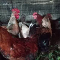 حیوانات‌مزرعه