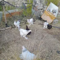 مرغ و خروس برهما  و ویاندوت|حیوانات مزرعه|پیرانشهر, |دیوار