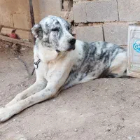 سگ افغان یک ساله نیم