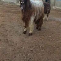 ۱راس چابوش و ۲بره نروماده