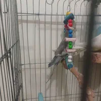 عروس هلندی|پرنده|پاکدشت, شهرک امام رضا|دیوار