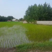 ۴۰۰زمین زراعی داخل طرح رشت به سنگرمناسب پلاک بندی
