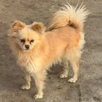 سگ پامر|سگ|مهاباد (آذربایجان غربی), |دیوار