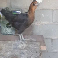 تخم مرغ نطفه دار از بهترین مولدها۳۷عدد|حیوانات مزرعه|شیراز, آزادگان|دیوار