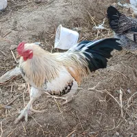 تعدادی مرغ و خروس فروشی