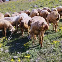 بره نر فومن