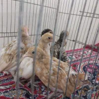 جوجه سیبرایت|حیوانات مزرعه|کردکوی, |دیوار