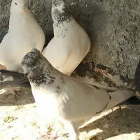 7 عدد کفتر پرشی مطمئن