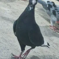 تعدادی کبوتر نر