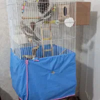 عروس هلندی دو عدد با دوتا قفس دو میلیون میلیون|پرنده|کرج, حصارک پایین|دیوار