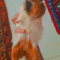 خوکچه هلندی|موش و خرگوش|تبریز, |دیوار