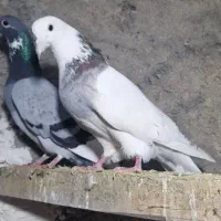 کبوتر پرشتی