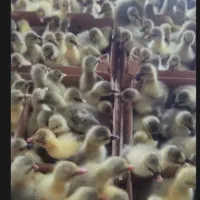 جوجه غاز وقوغاز