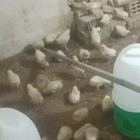 جوجه گوشتی