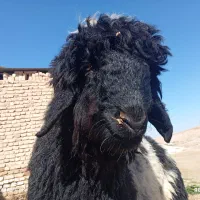 بره قوچی|حیوانات مزرعه|مرودشت, مسکن مهرگان|دیوار