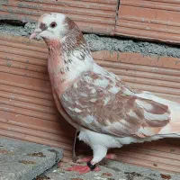 کفتر پرشی|پرنده|گرگان, |دیوار