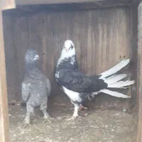 یه جفت جوجه بالغ تزینی مرغ اردک خروس