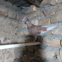کبوتر|پرنده|مشهد, چهاربرج|دیوار