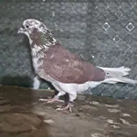 کفتر سو قدیم