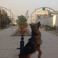 واگذاری ژرمن|سگ|ری, حمزهآباد|دیوار