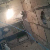 کبوتر رنگی|پرنده|مبارکه, |دیوار