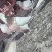 طوقی معاوزه با نر خوشونه