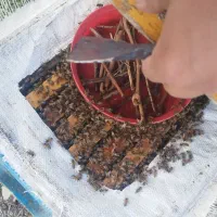 فروش فوری زنبور 10 قاب فول جمعیت زیر قیمت