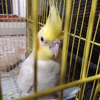 فروش عروس هلندی|پرنده|نورآباد, |دیوار