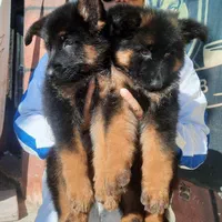 توله دوبرمن ، روتوایلر ، ژرمن و کنکورسو|سگ|تهران, درکه|دیوار